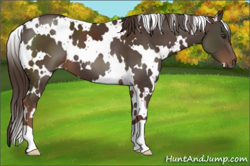 Horse Color:White Spotted Liver Chestnut 