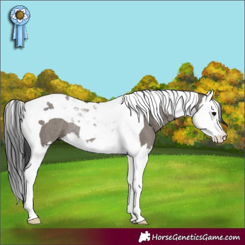 Horse Color:Grullo Splash Tobiano Rabicano 