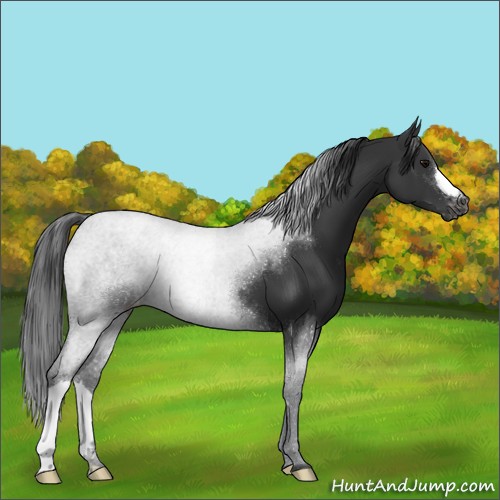 Horse Color:Black Varnish 
