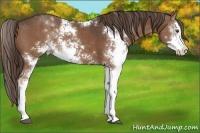 Horse Color:Liver Chestnut Sabino 