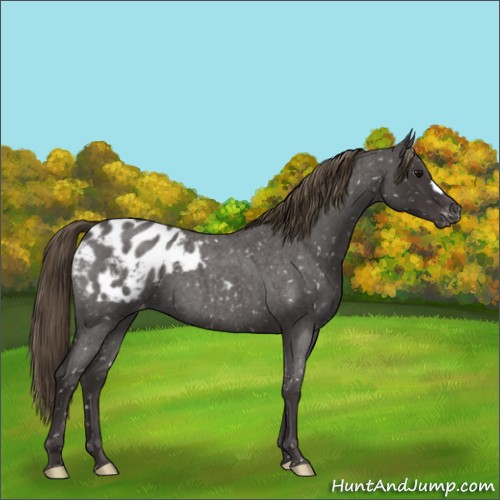 Horse Color:Smoky Blue Roan Appaloosa