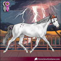 Horse Color:Brown Dun Mushroom Splash Tobiano Appaloosa 