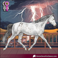 Horse Color:Brown Dun Mushroom Splash Tobiano Appaloosa 