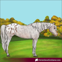 Horse Color:Bay Appaloosa  and Silver Bay Appaloosa 