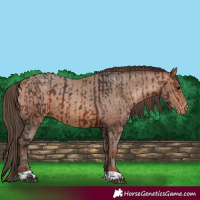 Horse Color:Bay Varnish  and Amber Champagne Varnish 