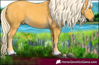 Horse Color:Palomino 