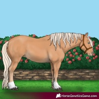 Horse Color:Gray Cremello 