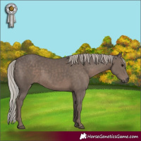 Horse Color:White Spotted Silver Black 