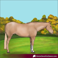 Horse Color:Chestnut Pearl Sabino 