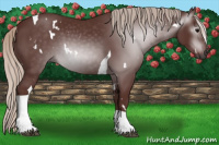 Horse Color:Gray White Spotted Chocolate Silver Black Tobiano 