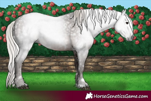 Horse Color:Gray White Spotted Silver Black 