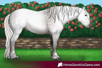 Horse Color:Gray White Spotted Silver Black 