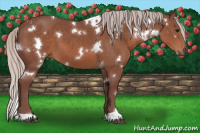 Horse Color:White Spotted Chocolate Silver Black