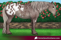 Horse Color:White Spotted Chocolate Silver Smoky Black Blanket 