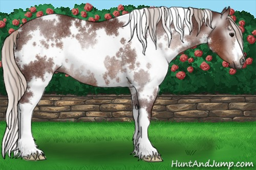 Horse Color:Gray White Spotted Chocolate Silver Black Rabicano 