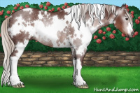 Horse Color:Gray White Spotted Chocolate Silver Black Rabicano