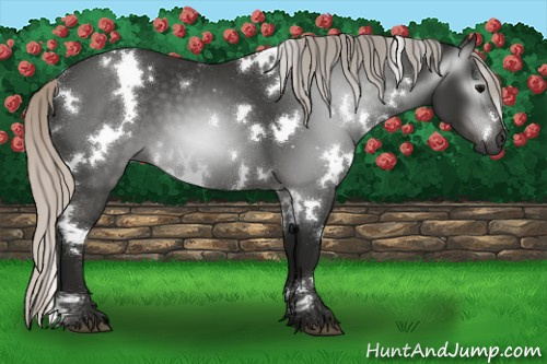 Horse Color:Gray White Spotted Silver Black 