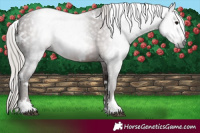 Horse Color:Gray White Spotted Silver Black