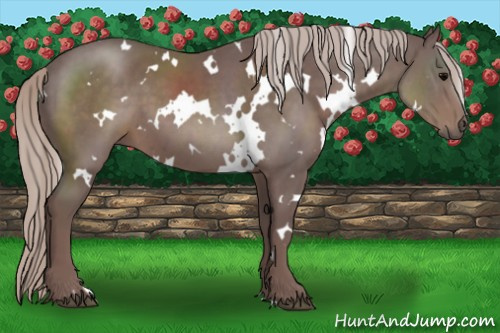Horse Color:White Spotted Chocolate Silver Black