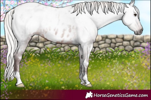 Horse Color:Gray White Spotted Chocolate Silver Brown Appaloosa 