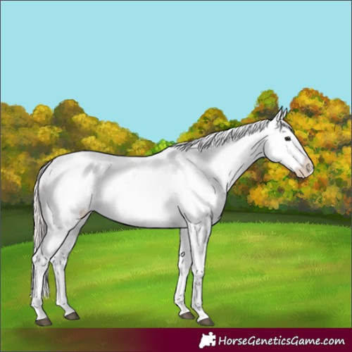 Horse Color:Silver Brown Roan Splash Appaloosa 