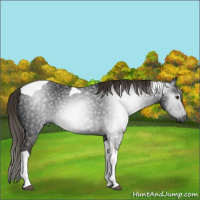 Horse Color:Gray Liver Chestnut Tobiano