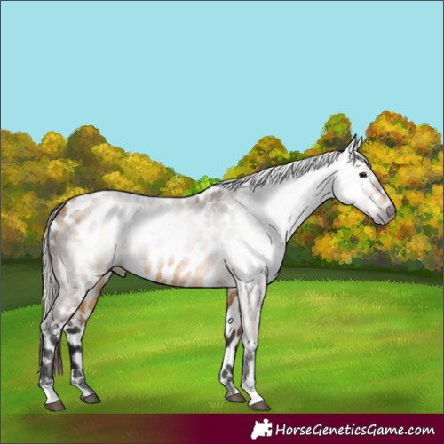 Horse Color:Gray Buckskin Roan Appaloosa 