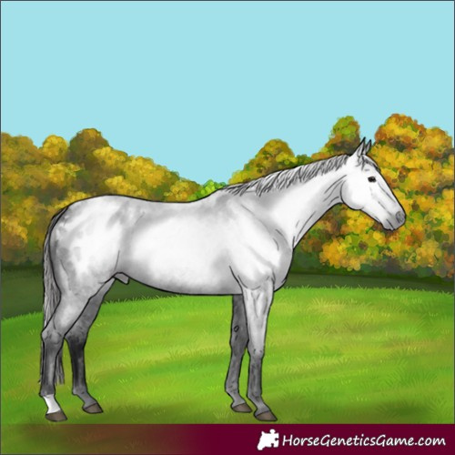 Horse Color:Gray Blue Roan Appaloosa 