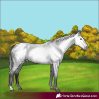 Horse Color:Gray Blue Roan Appaloosa 