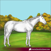 Horse Color:Gray Blue Roan 