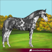 Horse Color:Black Sabino 
