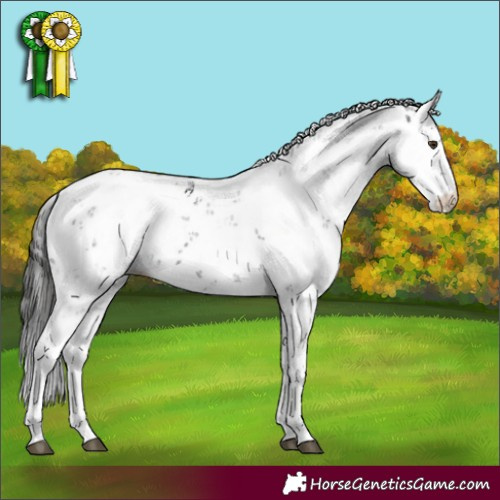 Horse Color:Liver Chestnut Sabino
