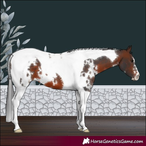 Horse Color:White Spotted Brown Tobiano