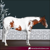 Horse Color:White Spotted Brown Tobiano 