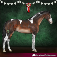 Horse Color:Brown Sabino Tobiano 