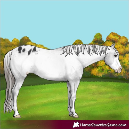 Horse Color:Black Frame Appaloosa 