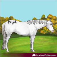 Horse Color:Black Frame Appaloosa 