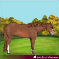 Horse Color:Chestnut Sabino