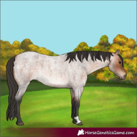 Horse Color:Bay Roan 