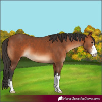 Horse Color:Bay 