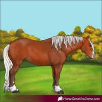 Horse Color:Silver Bay 