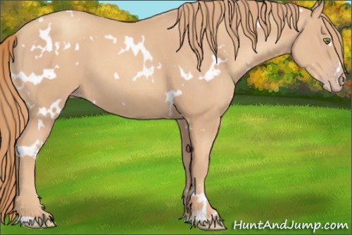 Horse Color:Unknown 