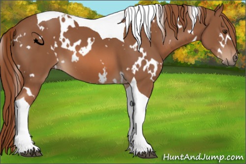Horse Color:White Spotted Chestnut Tobiano 