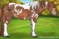 Horse Color:White Spotted Chestnut Tobiano 