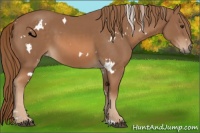 Horse Color:White Spotted Chestnut