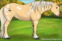 Horse Color:White Spotted Palomino 