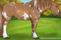 Horse Color:White Spotted Chestnut Tobiano 