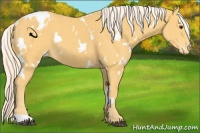 Horse Color:White Spotted Palomino Appaloosa 