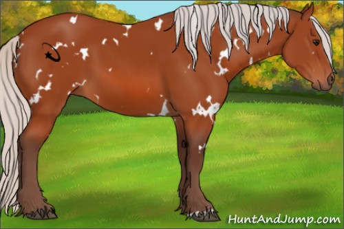 Horse Color:White Spotted Silver Bay 