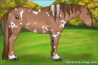 Horse Color:White Spotted Chestnut 